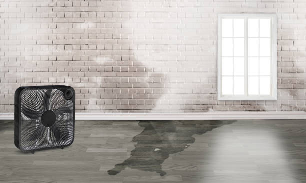 Best Water damage cleanup near me  in Lanark, IL